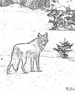 coyote Drukājamas Krāsojamās Lapas